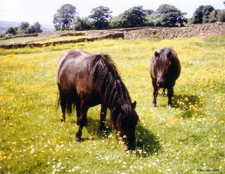 Two-Horses-in-Field.jpg - "Two Horses"  - by Ron Allen